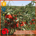 Wolfberry orgânico a granel certificado